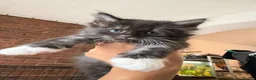 Mixed Breed cats for sale: Half MAINE COON x Domestic Cat - Advert 8