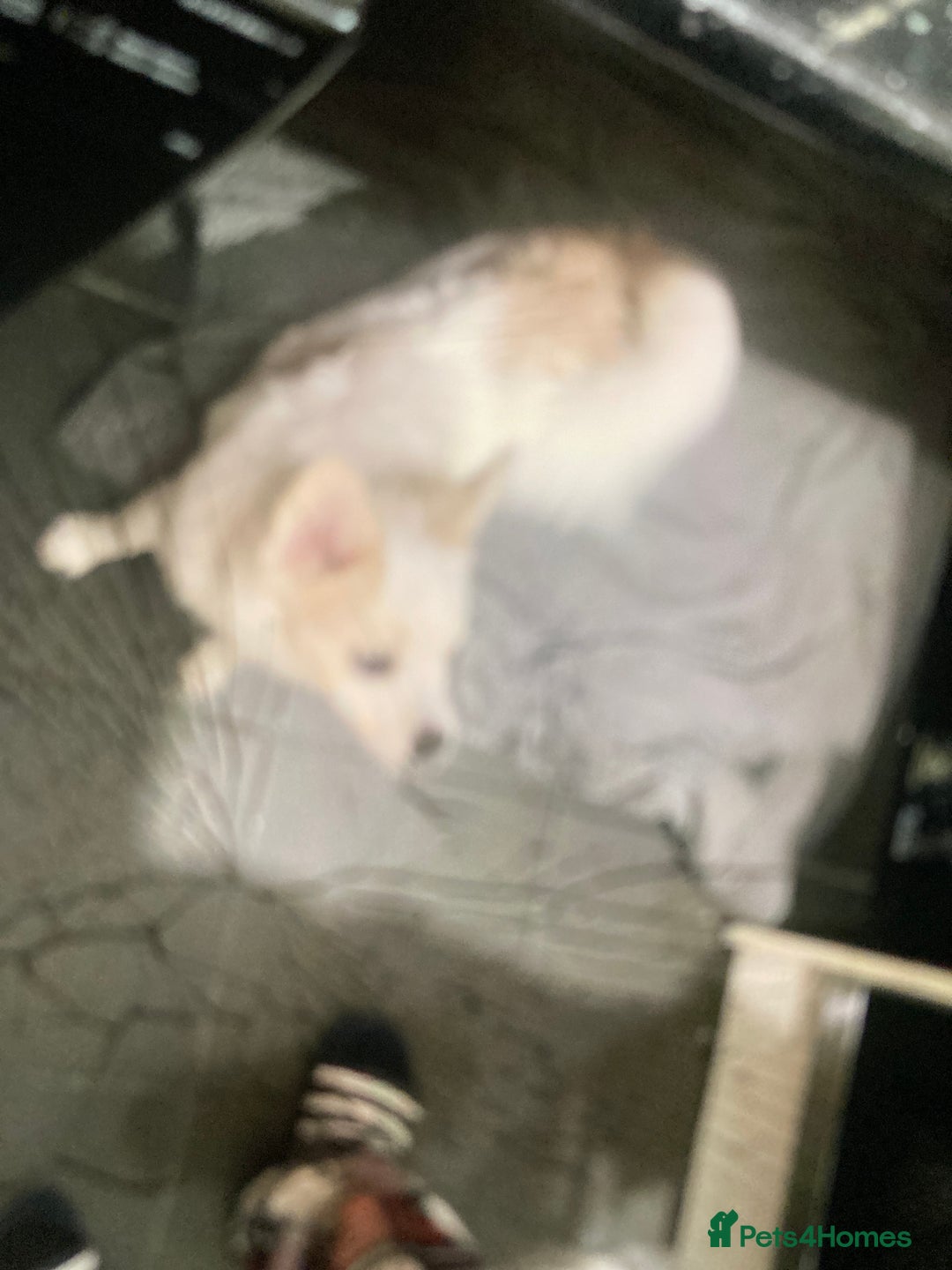 Mixed Breed dogs for sale: Pomskie - Image 2