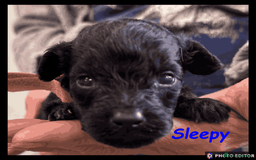 Yorkiepoo dogs for sale:  Adorable YorkiePoo Pups Looking for Loving Homes  - Image 17