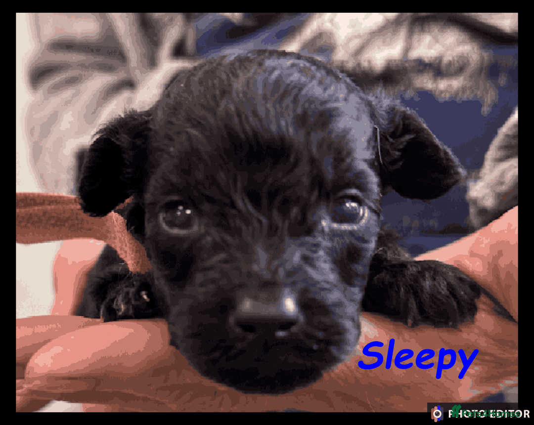 Yorkiepoo dogs for sale:  Adorable YorkiePoo Pups Looking for Loving Homes  - Image 17