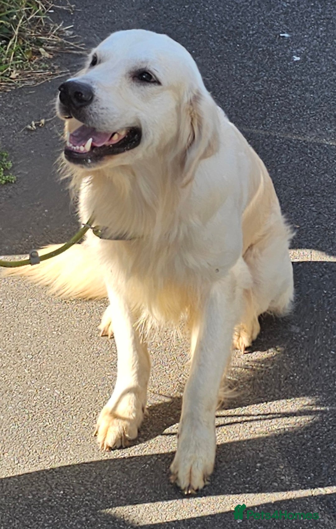 Golden Retriever dogs for stud: Extensively health tested show type kc reg in Bedford - Image 8