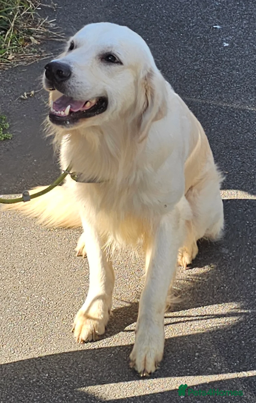 Golden Retriever dogs for stud: Extensively health tested show type kc reg in Bedford - Advert 8