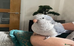 Parakeets birds for sale: Quaker parrot - Image 1