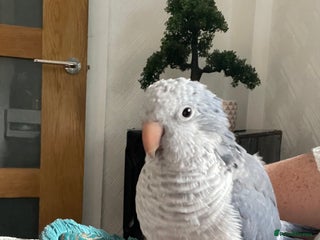 Parakeets birds for sale - Advert 1