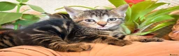 Mixed Breed cats for sale: Half British short hair tabby kittens.   - Advert 9