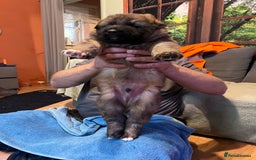 German Shepherd dogs for sale: German shepherd puppies - Image 5