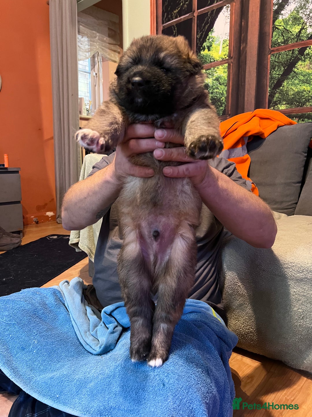 German Shepherd dogs for sale: German shepherd puppies - Image 5