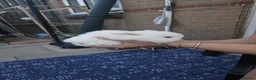 Mini Lion Lop rabbits for sale: Mini lion lops  - Advert 8