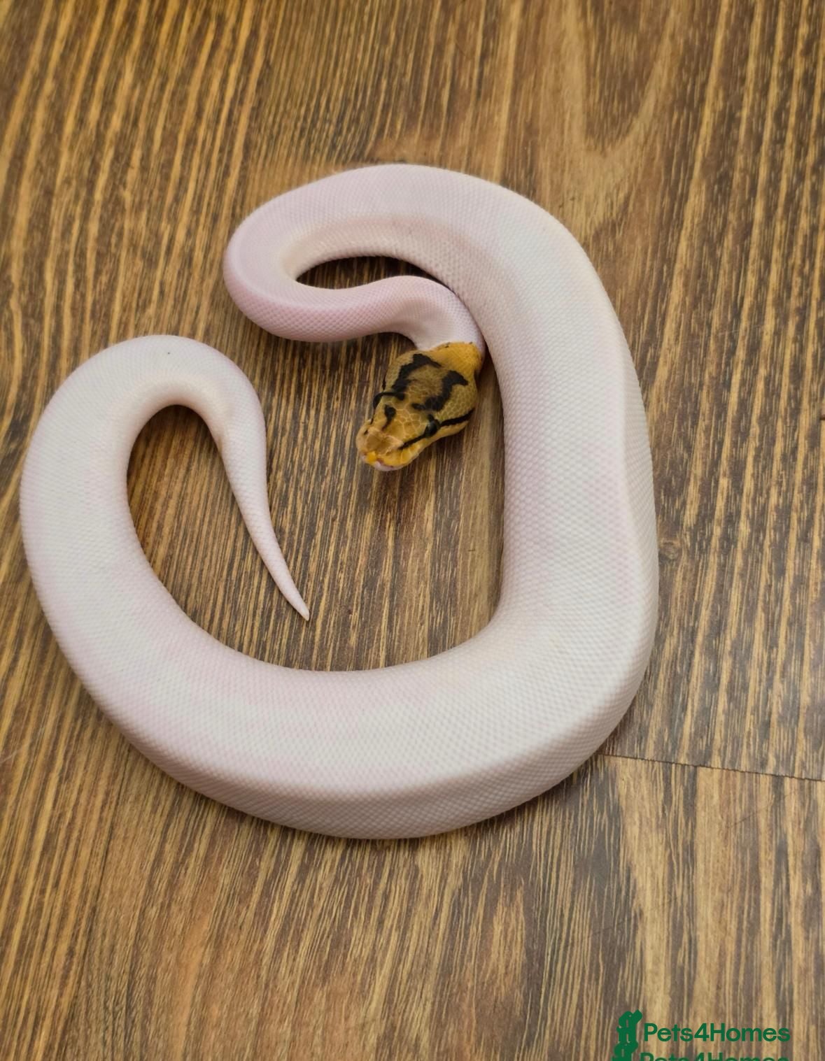 Python Snake reptiles Pied Ball Python (Royal python) - Advert 4