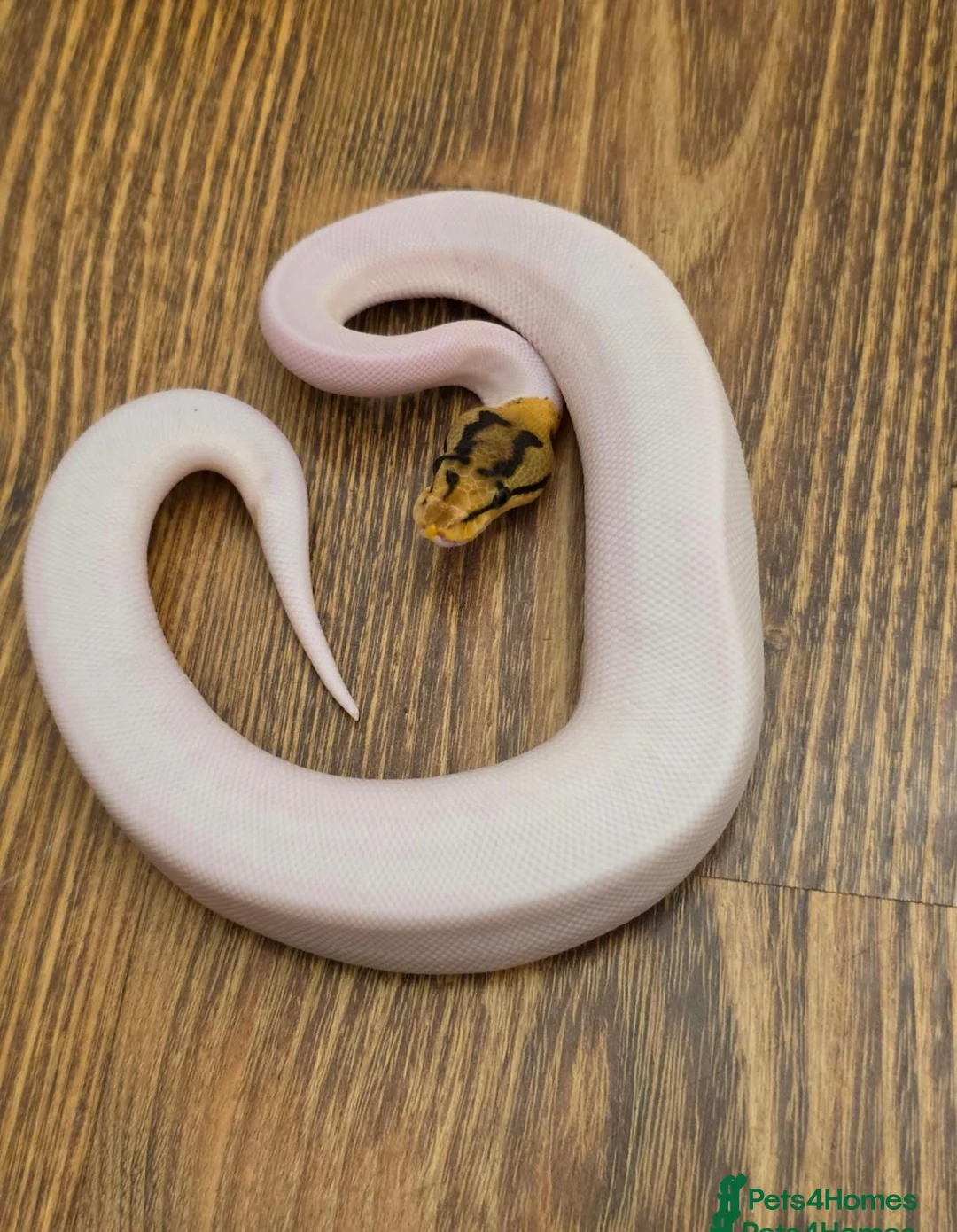 Python Snake reptiles for sale: Pied Ball Python (Royal python) in Willenhall - Advert 1