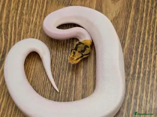 Python Snake reptiles Pied Ball Python (Royal python) - Advert 5