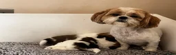 Shih Tzu dogs for sale: Shih Tzu puppies  - Advert 4