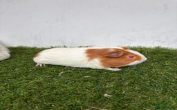 Guinea Pig rodents for sale: Super calm, friendly Guinea pig females  - Image 22