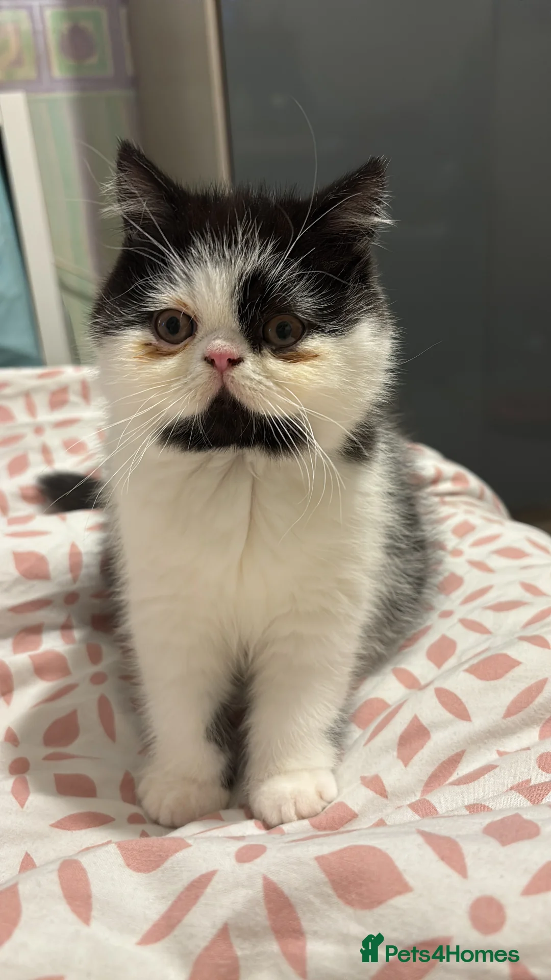 Persian cats for sale: 1yr old Persian boy looking for his furever home! - Advert 7