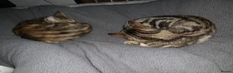 Mixed Breed cats for sale: 2 half Bengal girl  in Oxford - Advert 9