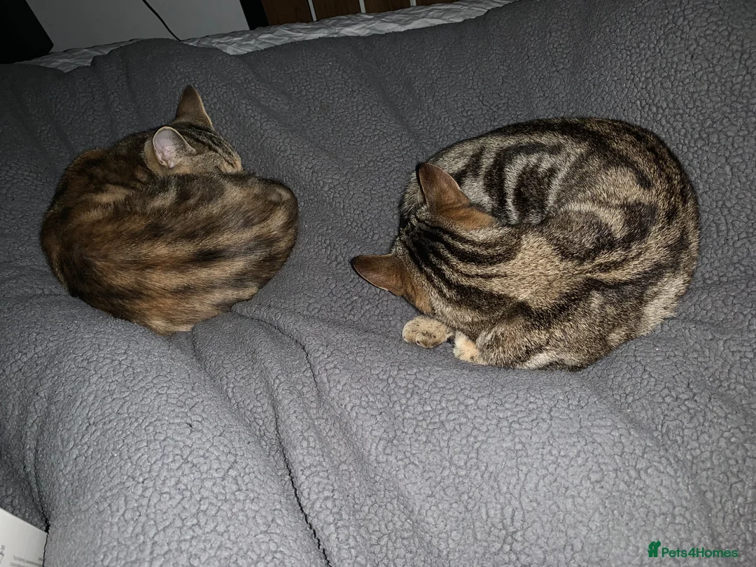 Mixed Breed cats for sale: 2 half Bengal girl  in Oxford - Advert 9