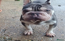 French Bulldog dogs for sale: Male Blue and Cream French Bulldog for sale! - Advert 4