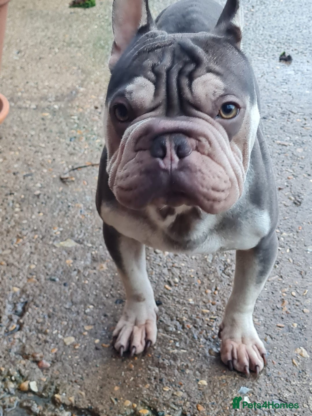 French Bulldog dogs for sale: Male Blue and Cream French Bulldog for sale! - Advert 4