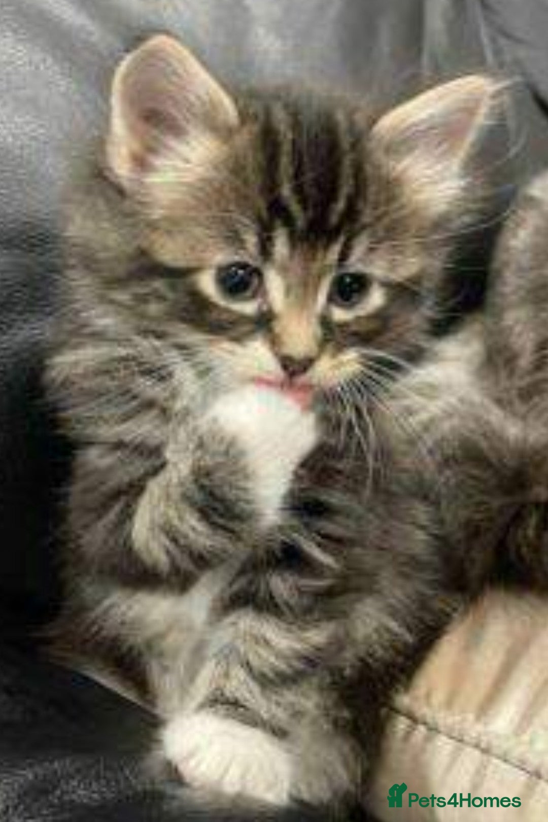 Mixed Breed cats for sale: Cute adorable kittens looking for forever homes  - Advert 1
