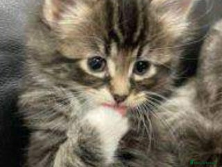 Mixed Breed cats Cute adorable kittens looking for forever homes - Advert 1