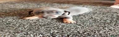 Miniature Dachshund 4