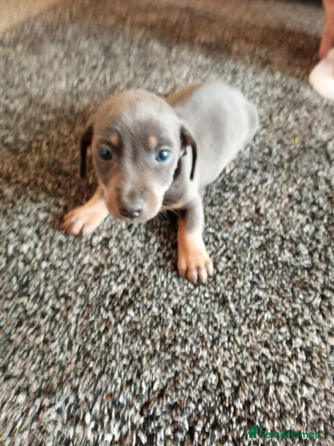 Miniature Dachshund dogs for sale: Miniature dachshund puppies - Advert 2