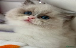 Ragdoll cats for sale: Blue eyes Blue-Bicolor kittens  - Image 16