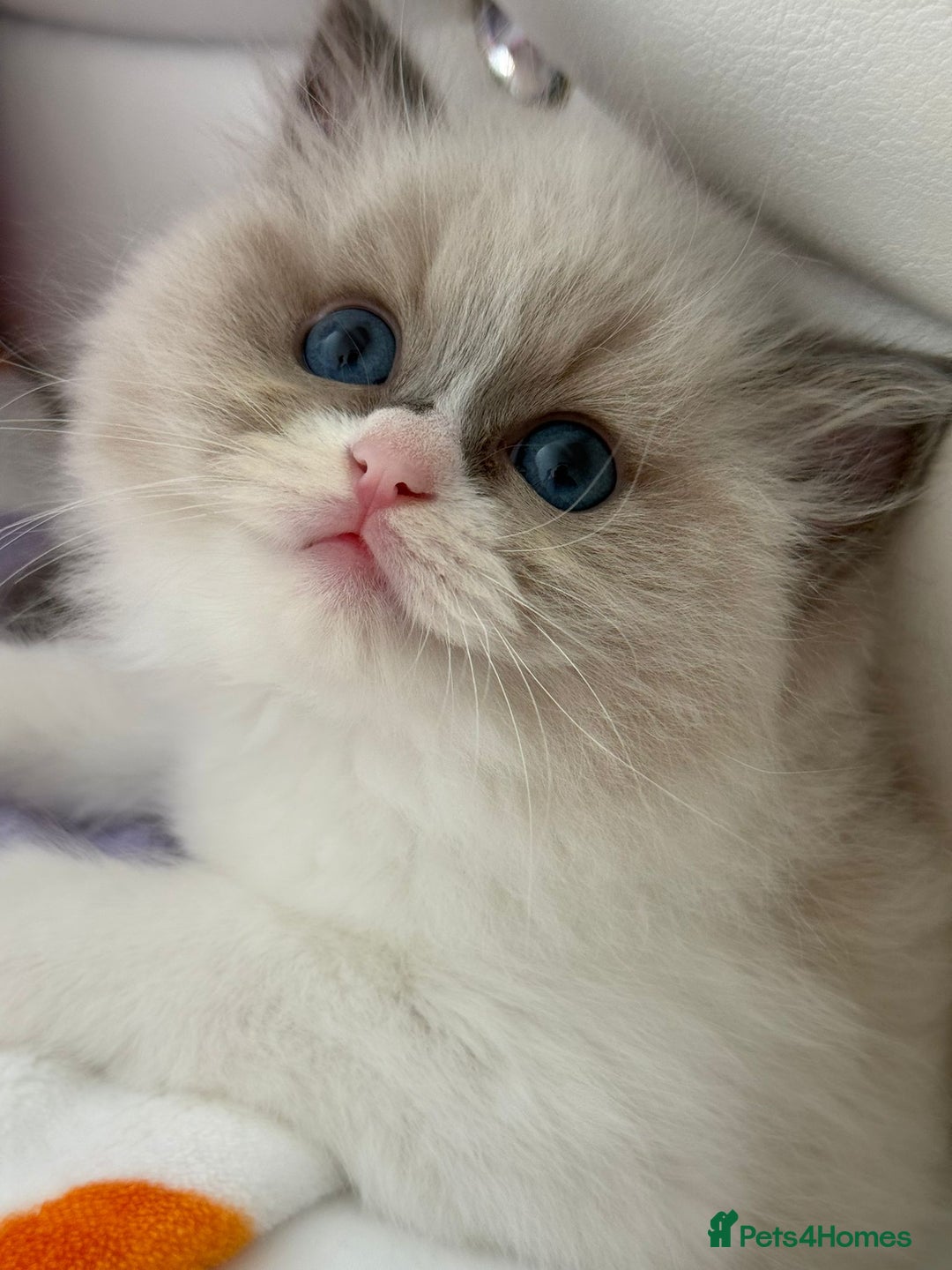 Ragdoll cats for sale: Blue eyes Blue-Bicolor kittens  - Image 16
