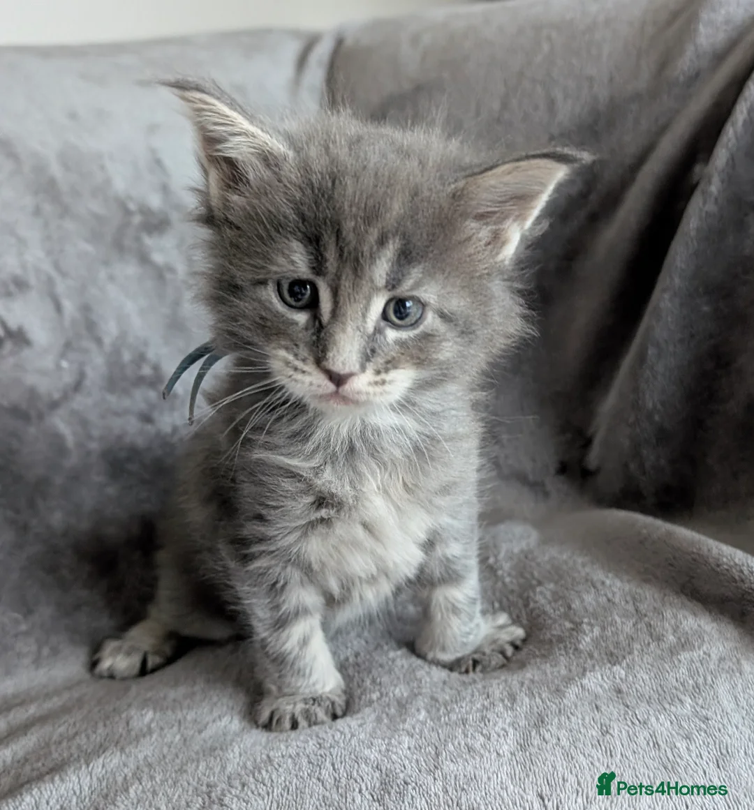 Maine Coon cats for sale: Chunky Maine Coons  - Advert 20