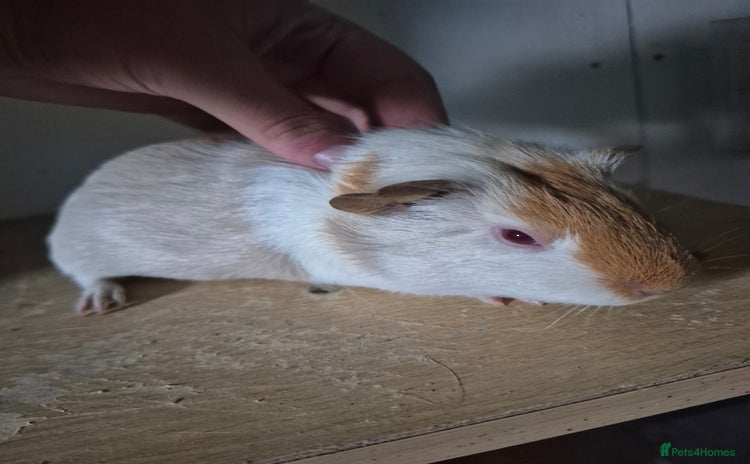Guinea Pig rodents - Advert 15