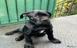 Cane Corso dogs for sale: Cane corso  - Image 2
