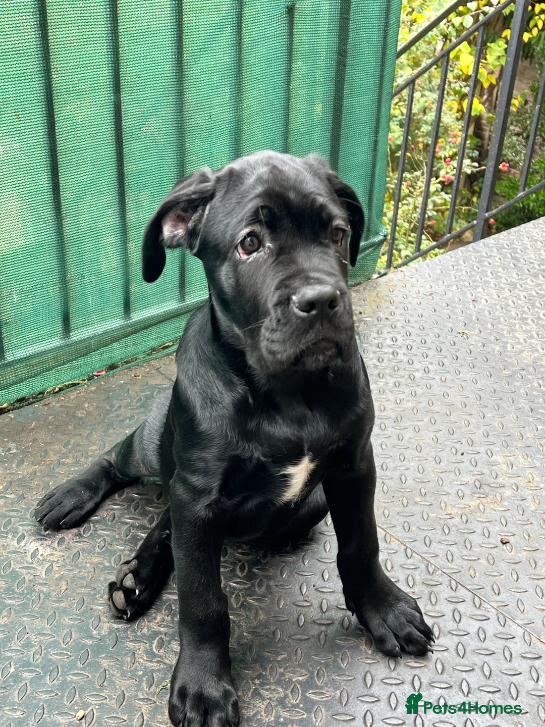 Cane Corso dogs for sale: Cane corso  - Image 2
