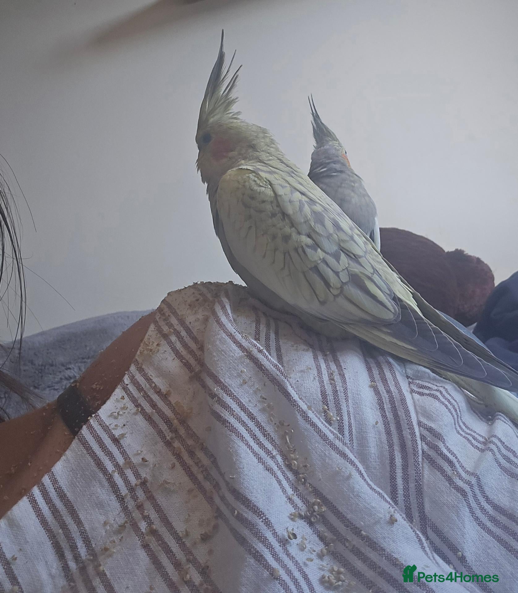 Cockatiels birds Young cockatiels for sale - Advert 9