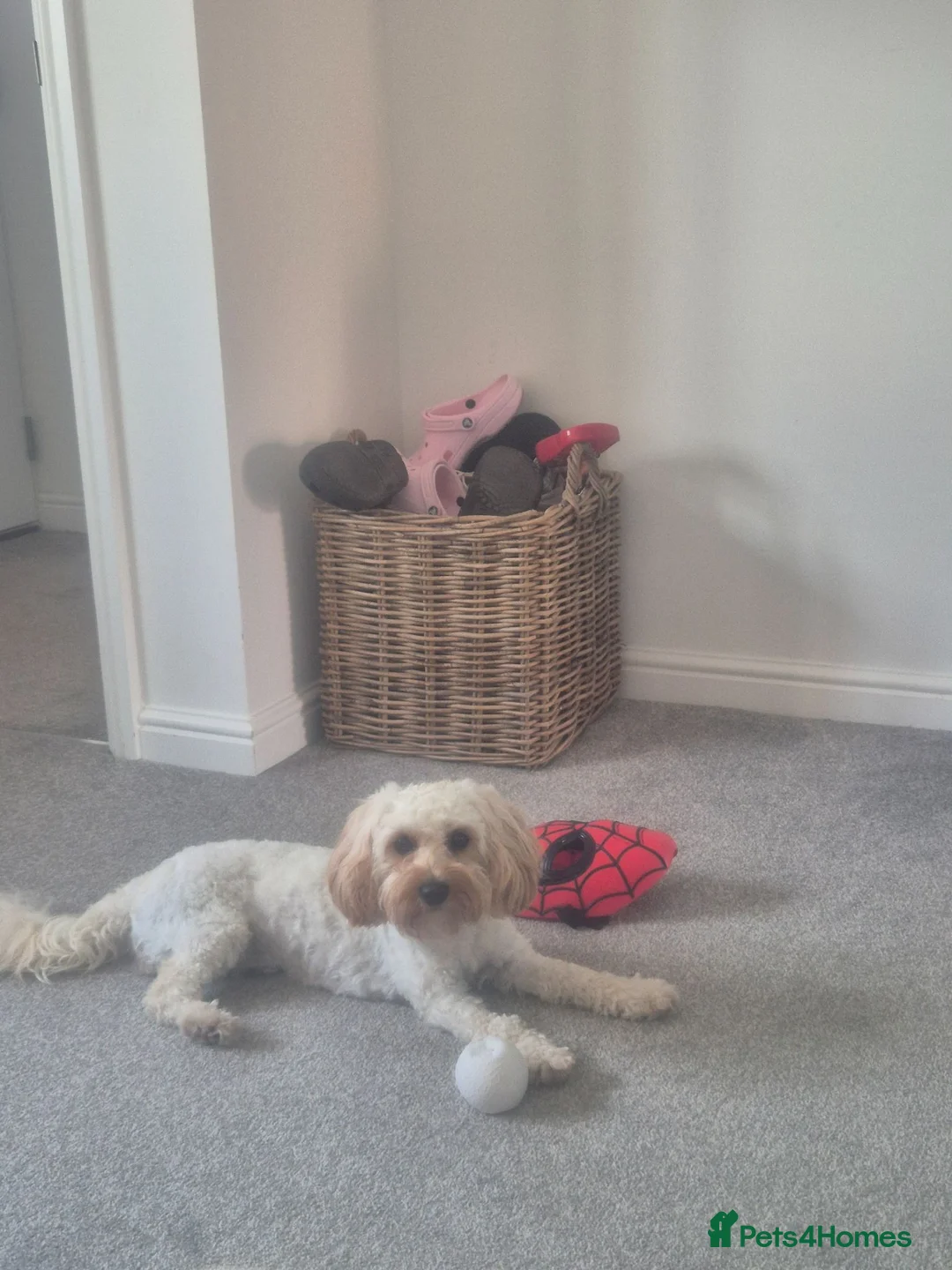 Cavapoo dogs for sale: 11 month old Cavapoo in Canterbury - Advert 2