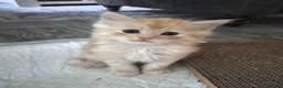 Maine Coon cats for sale: Beautiful main coon kittens for sale in Runcorn - Advert 30