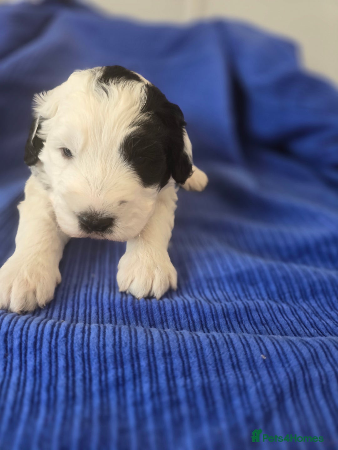 Sheepadoodle dogs for sale: Sheepadoodle puppies 1 boy left - Image 3