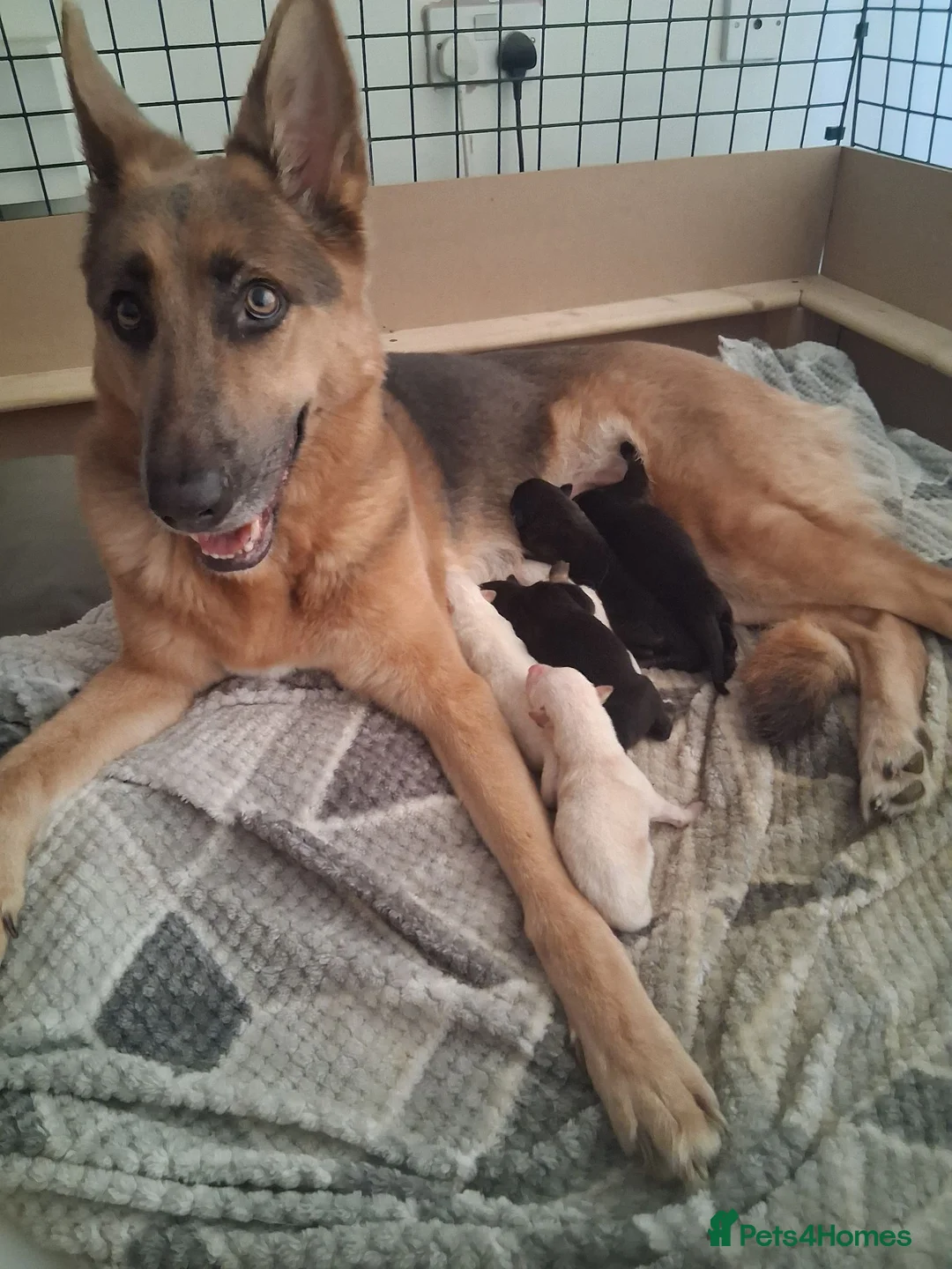 German Shepherd dogs for sale: German Shepherd Puppies for sale in Ipswich - Advert 2