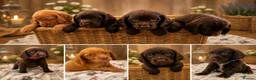 Sprocker dogs for sale: Sprocker spaniel puppies health tested parentage in Lytham Saint Annes - Advert 1