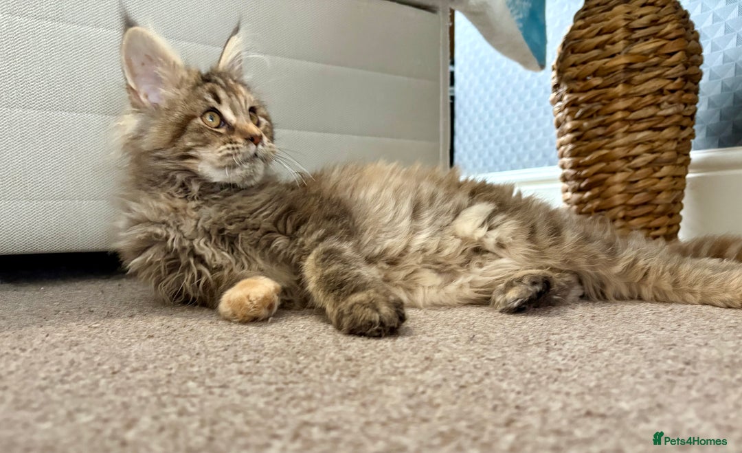 Maine Coon cats for sale: Beautiful Maine Coon Female - Advert 9