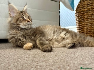 Maine Coon cats Beautiful Maine Coon Female - Advert 11