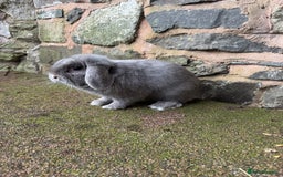 Mini Lop rabbits for sale: Lilac self buck chocolate harli female mini lops  - Advert 10