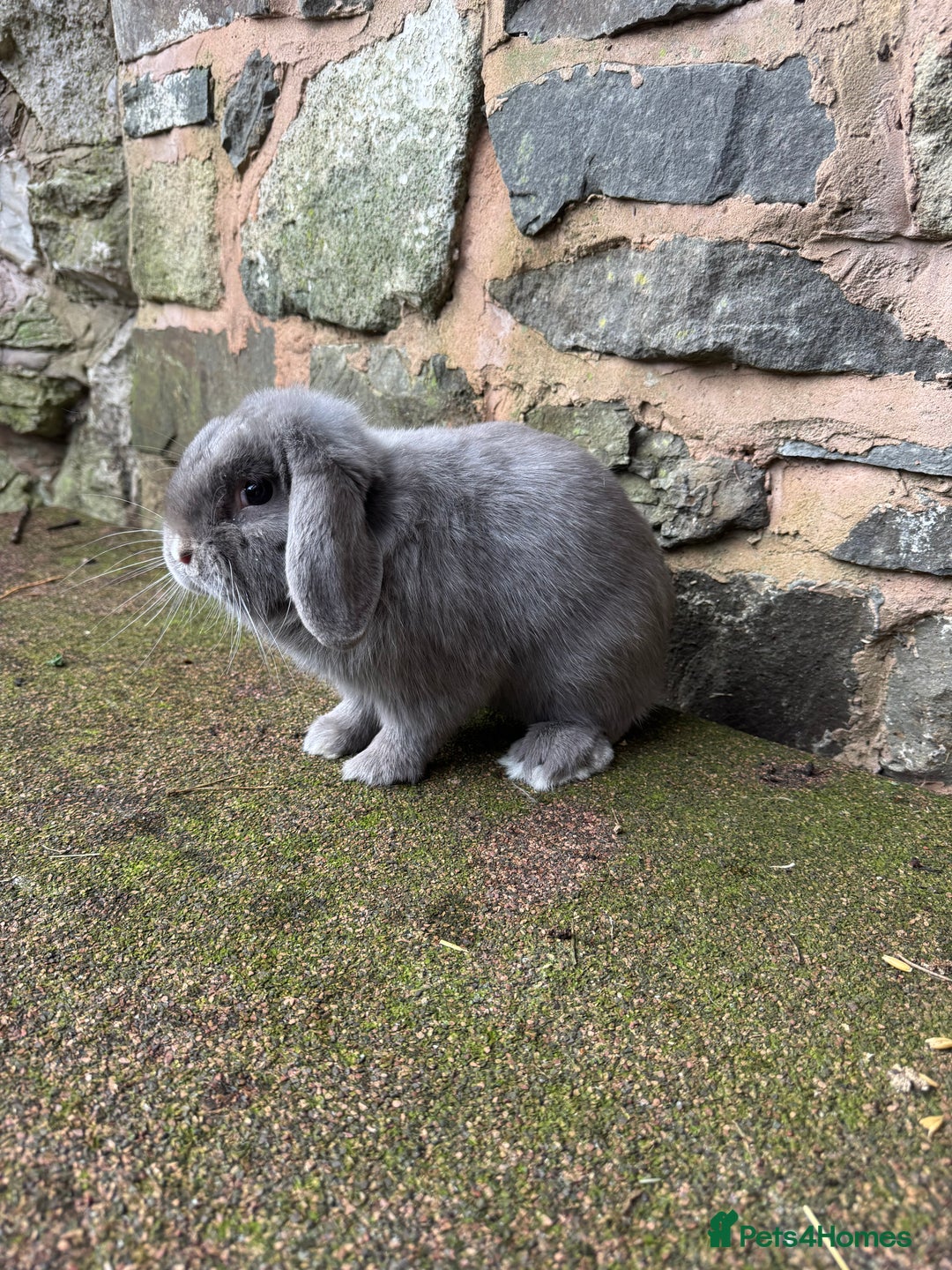Mini Lop rabbits for sale: Lilac self buck chocolate harli female mini lops  - Advert 10