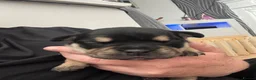 Mixed Breed dogs for sale: Beautiful puppy’s  - Advert 9