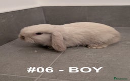 Mini Lop rabbits for sale: Exceptional Mini-Lops. Collect from: 25th October - Image 16