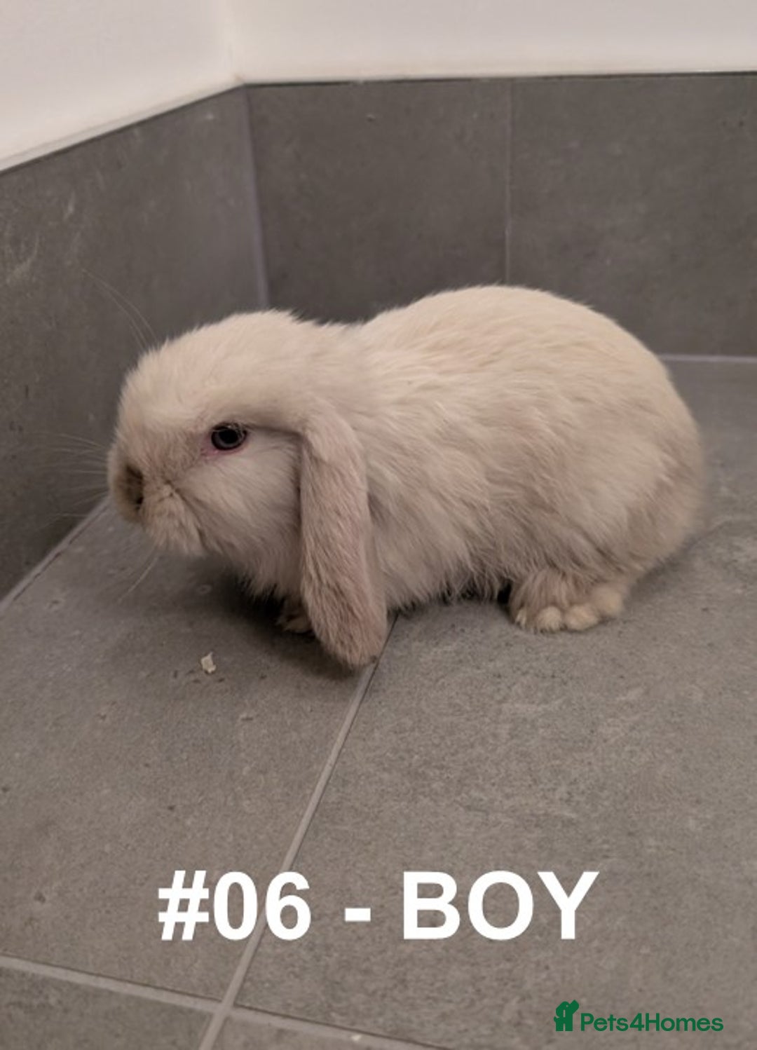 Mini Lop rabbits for sale: Exceptional Mini-Lops. Collect from: 25th October - Image 16
