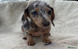Miniature Dachshund dogs for sale: Gorgeous miniature Dachshund rainbow litter - Image 1
