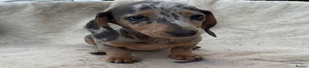Miniature Dachshund Puppy 4