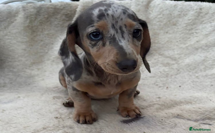 Miniature Dachshund dogs - Advert 12