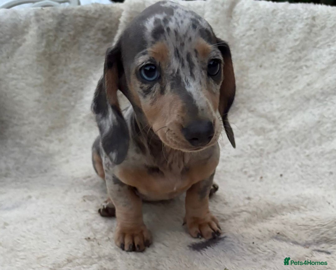 Miniature Dachshund dogs for sale: Gorgeous miniature Dachshund rainbow litter - Image 1