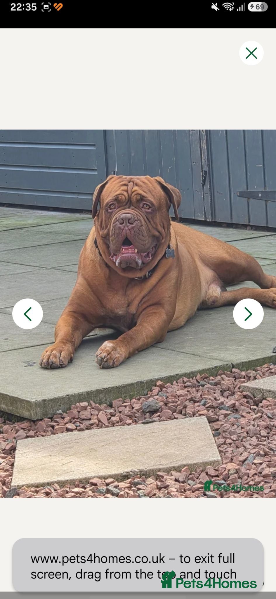 Dogue De Bordeaux dogs Big Dougie for stud - Advert 1